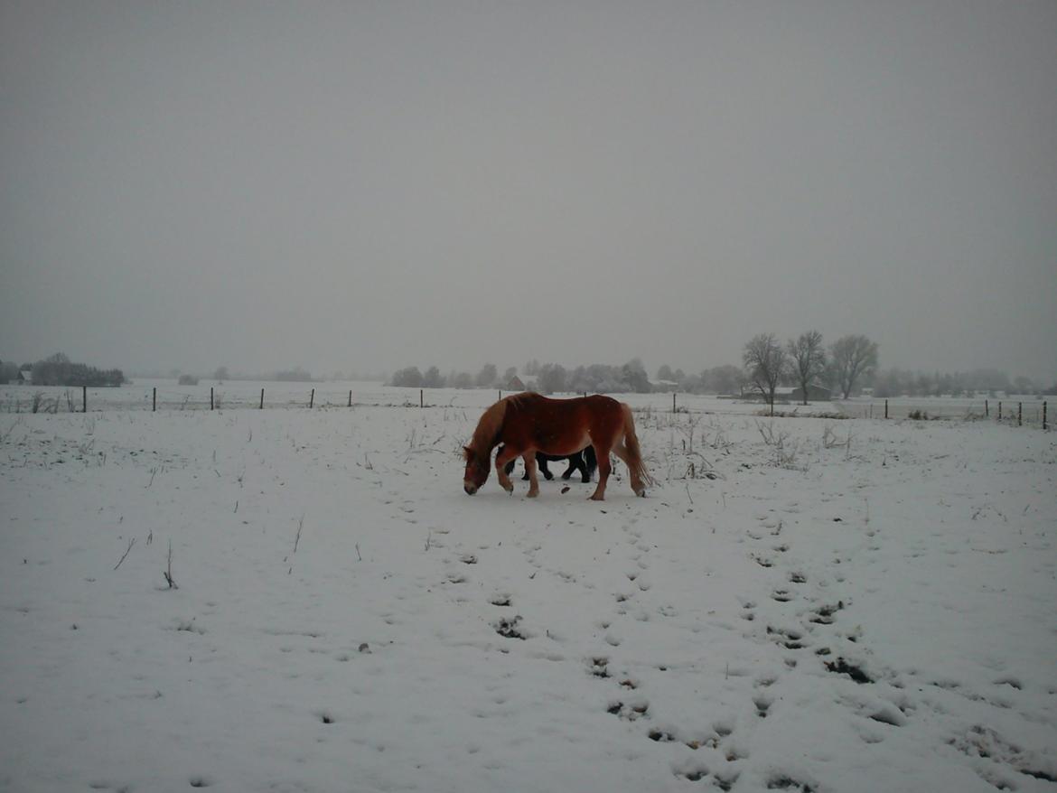 Tyroler Haflinger Bella Bionda af Rønhøj - december 2012 billede 16