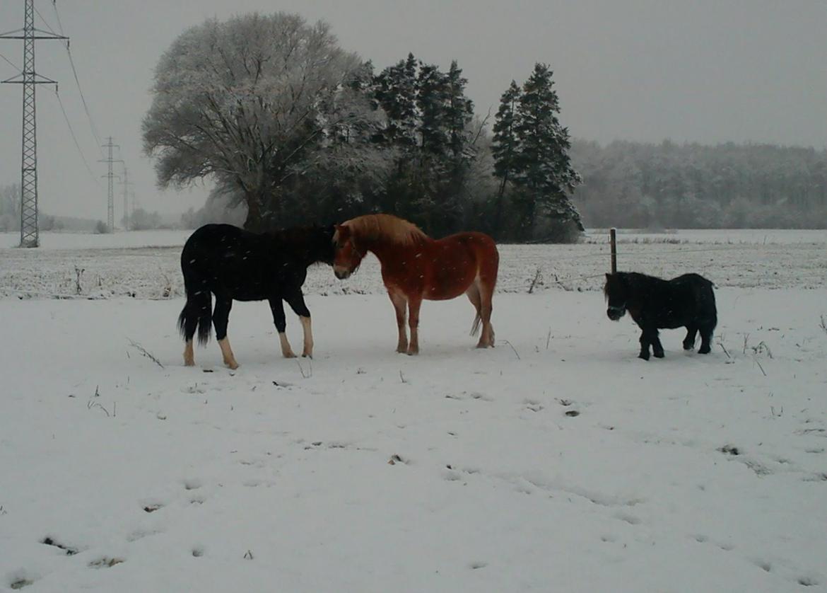 Tyroler Haflinger Bella Bionda af Rønhøj - december 2012 billede 17