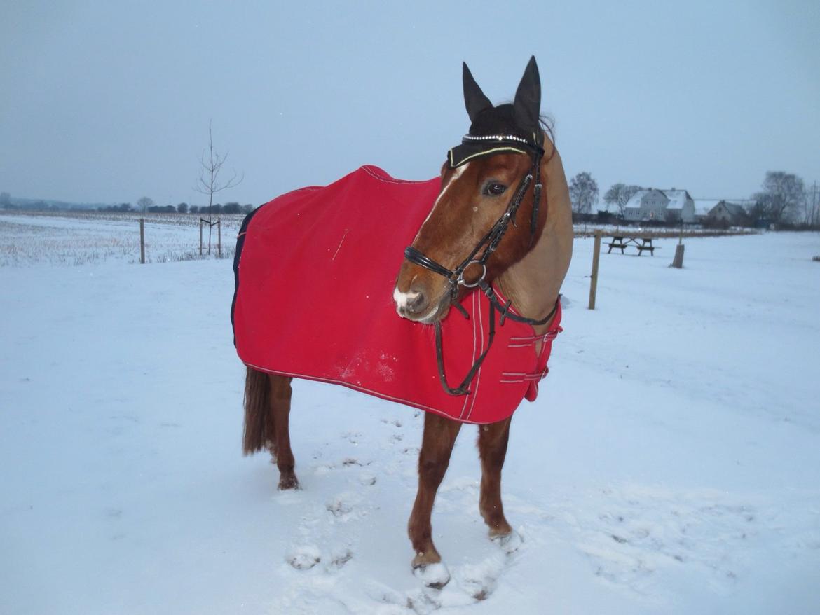 Anden særlig race Ricardo billede 24