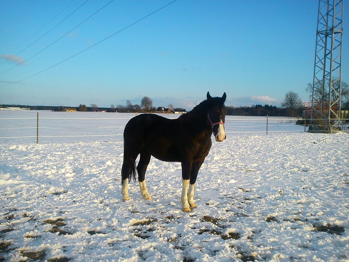 Anden særlig race Rosemarie - marts 2013. 1 års dag :D billede 16