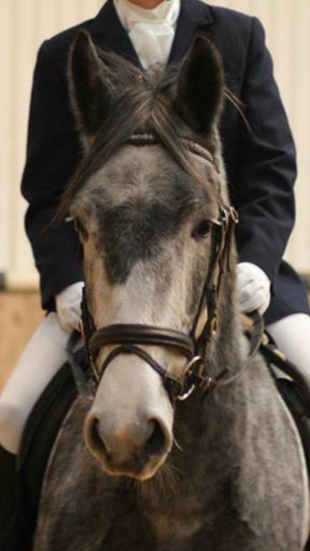 Hollandsk Varmblod Diana billede 14