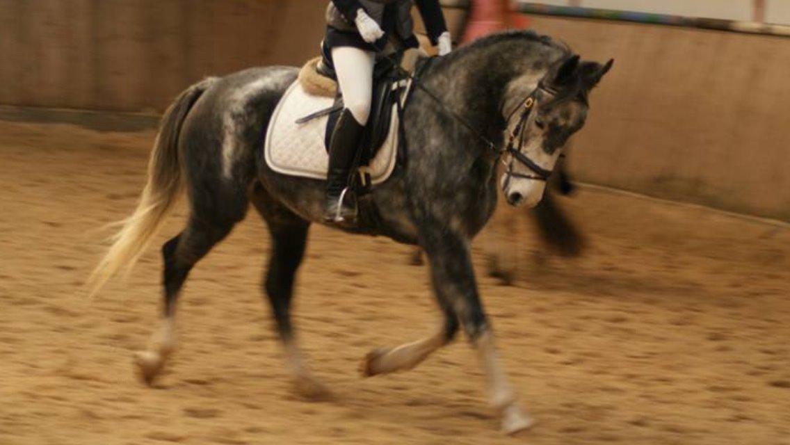 Hollandsk Varmblod Diana billede 13