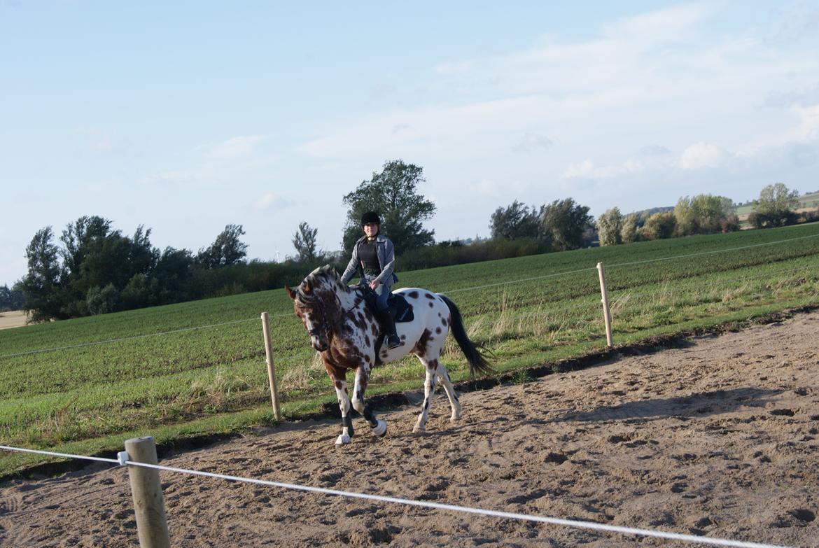 Knabstrupper Coco billede 15