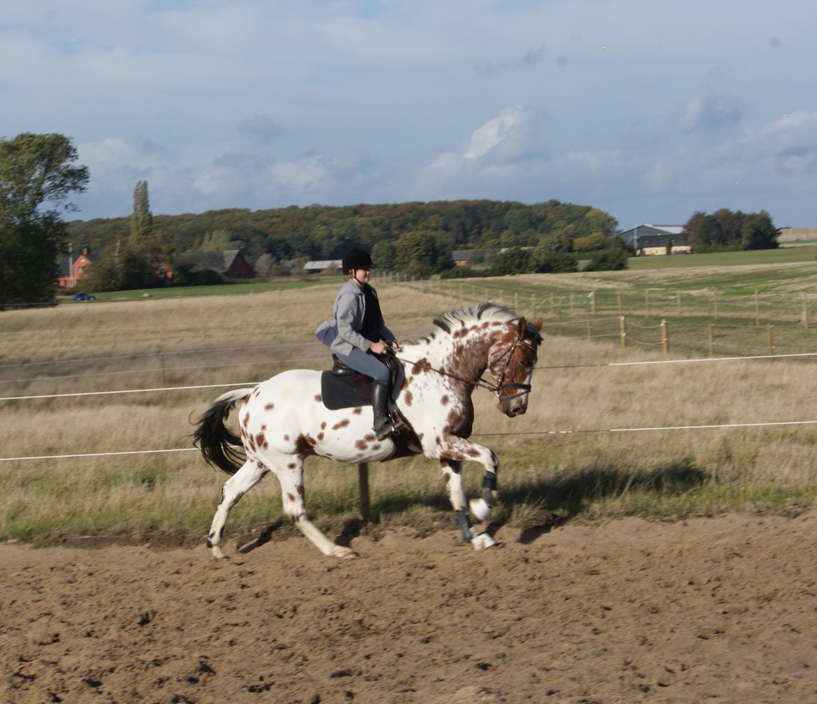 Knabstrupper Coco billede 16