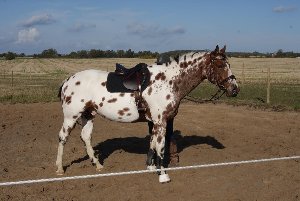 Knabstrupper Coco billede 17