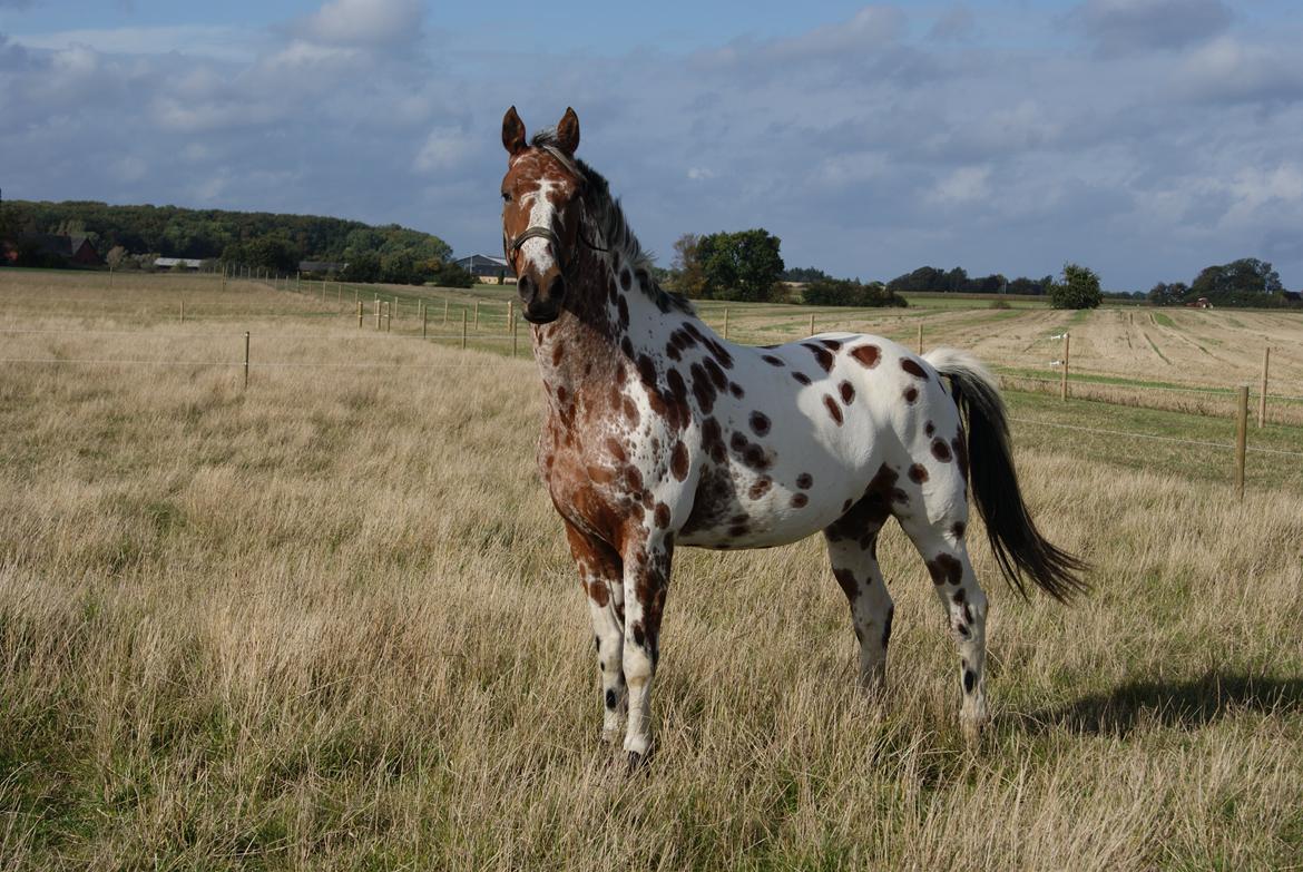 Knabstrupper Coco billede 1