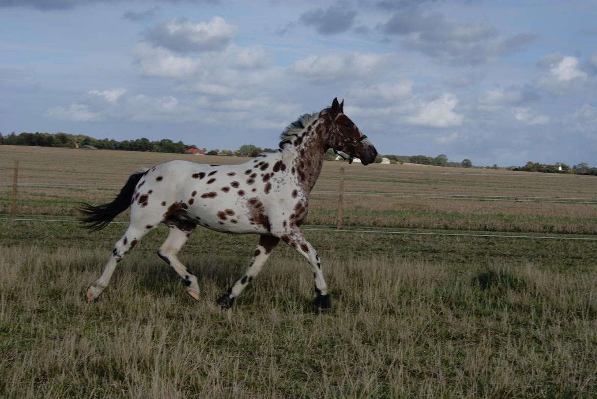 Knabstrupper Coco billede 18