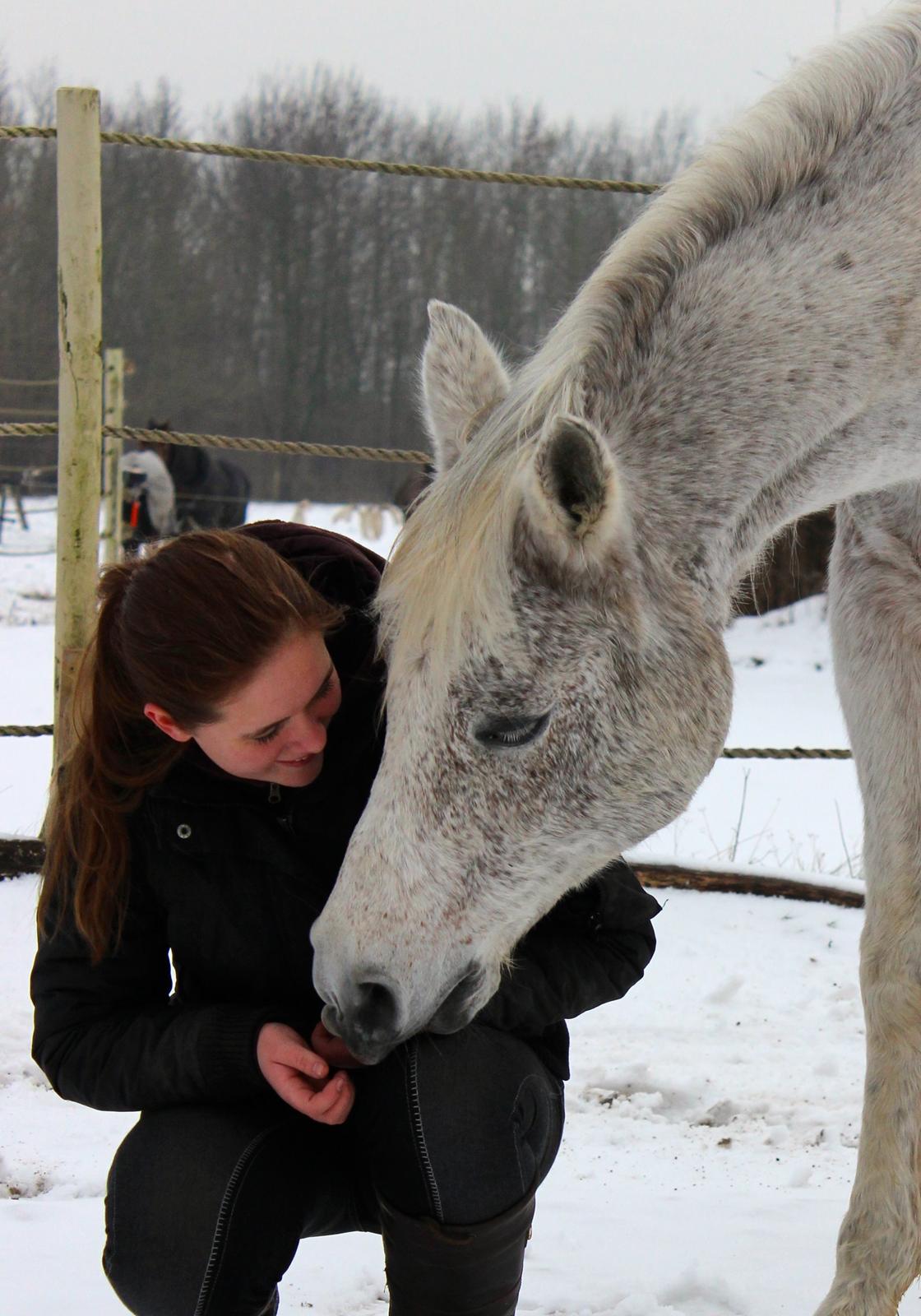 Arabisk fuldblod (OX) Shaman OX - Fordi du tager mig helt op til himlen! <3 Når jeg kigger på dig har jeg ro i sindet! tænker kun på dig! <3 billede 32