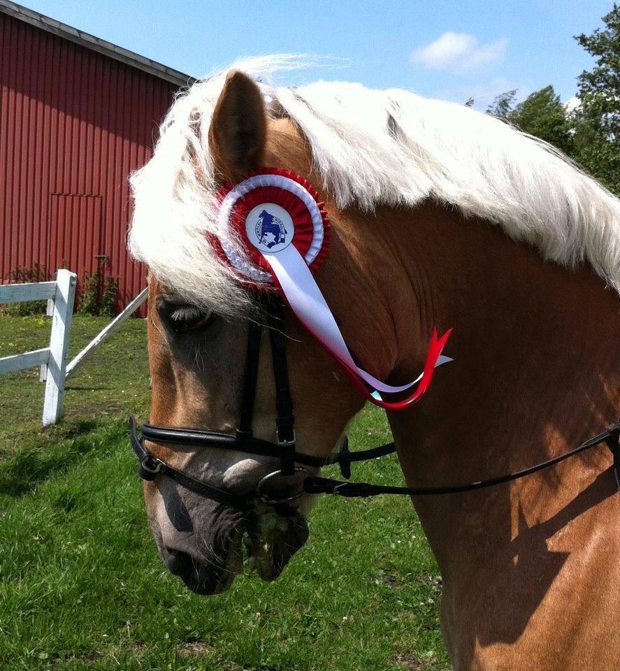 Haflinger Athos. - 23/06-2012 1 pl. i 70 cm.  billede 4