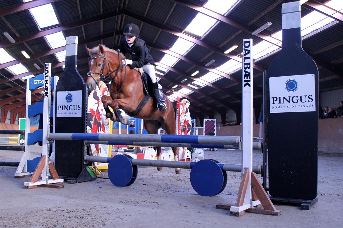 New Forest Kantje´s Isabella AKA Pony - FM 2013, stjerne P! billede 6