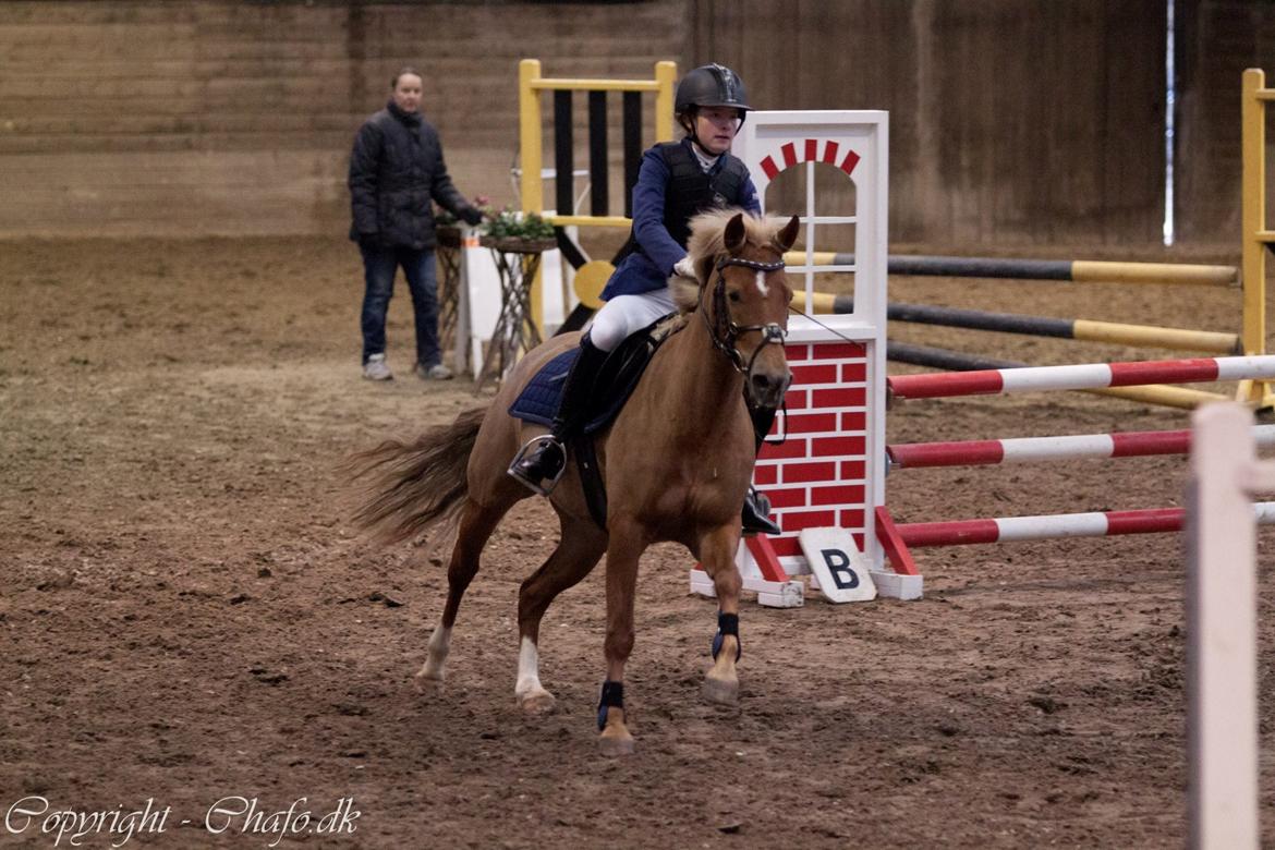 New Forest Kantje´s Isabella AKA Pony - Pony elsker at springe! billede 14