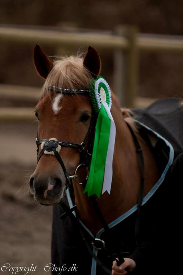 New Forest Kantje´s Isabella AKA Pony - <3<3<3<3 billede 13