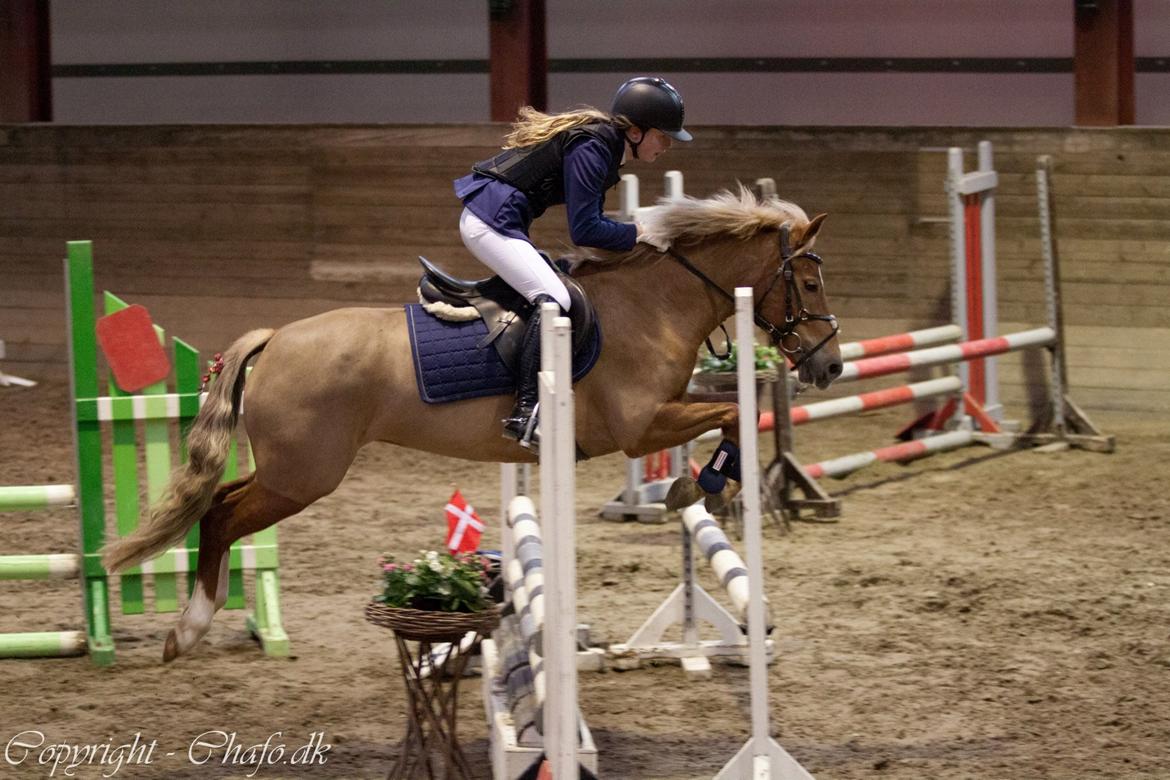 New Forest Kantje´s Isabella AKA Pony - Søde pony<3 billede 12