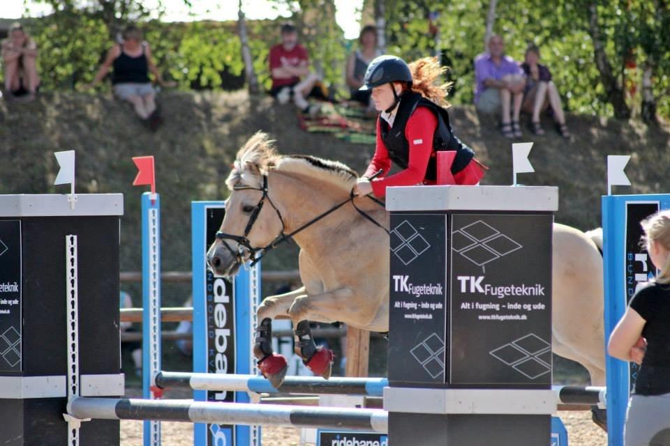 Fjordhest APOLLO/KRAPYL B-PONYx2 billede 27