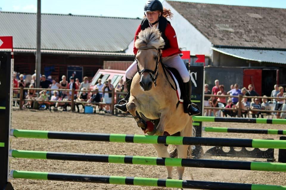 Fjordhest APOLLO/KRAPYL B-PONYx2 billede 29