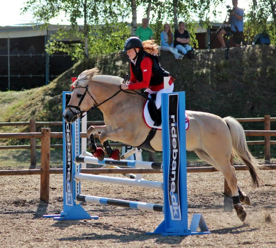 Fjordhest APOLLO/KRAPYL B-PONYx2 billede 32