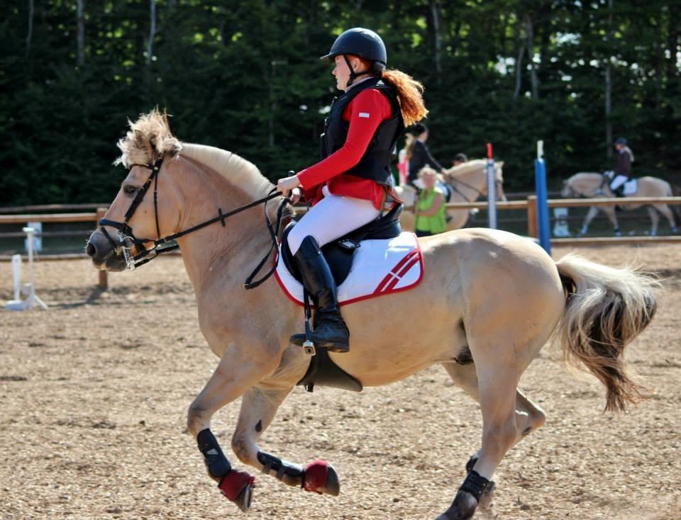 Fjordhest APOLLO/KRAPYL B-PONYx2 billede 36