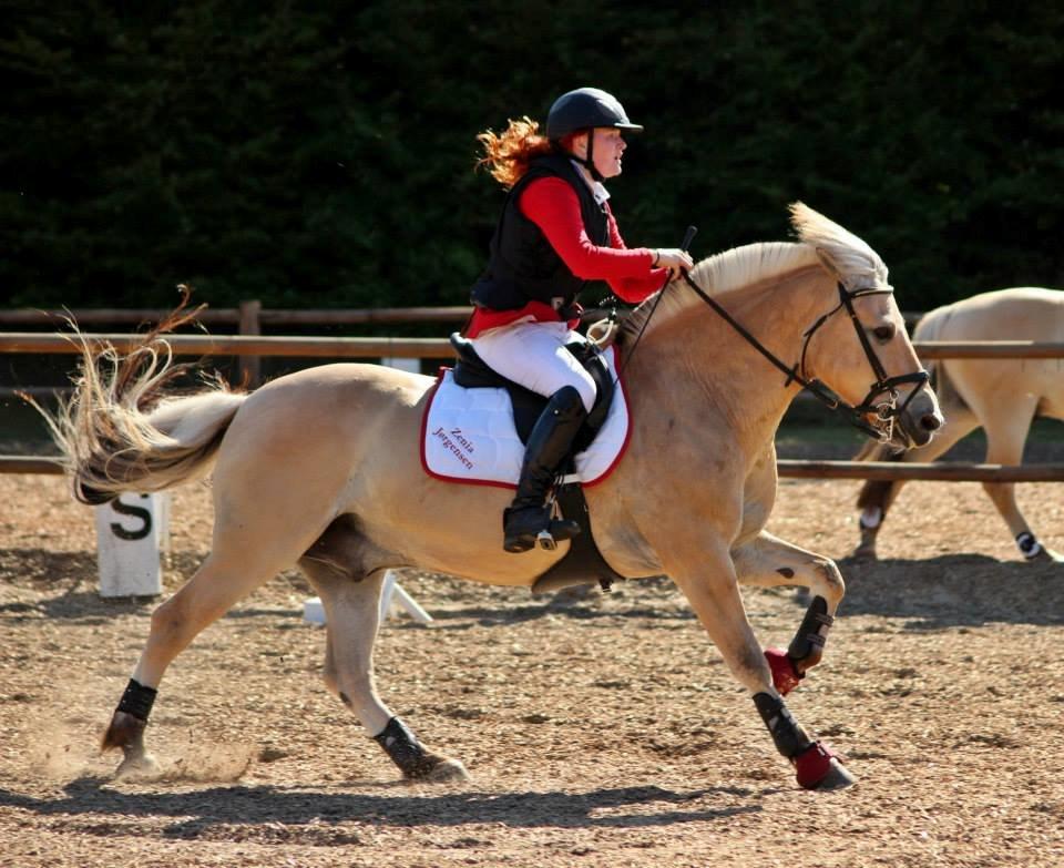 Fjordhest APOLLO/KRAPYL B-PONYx2 billede 1