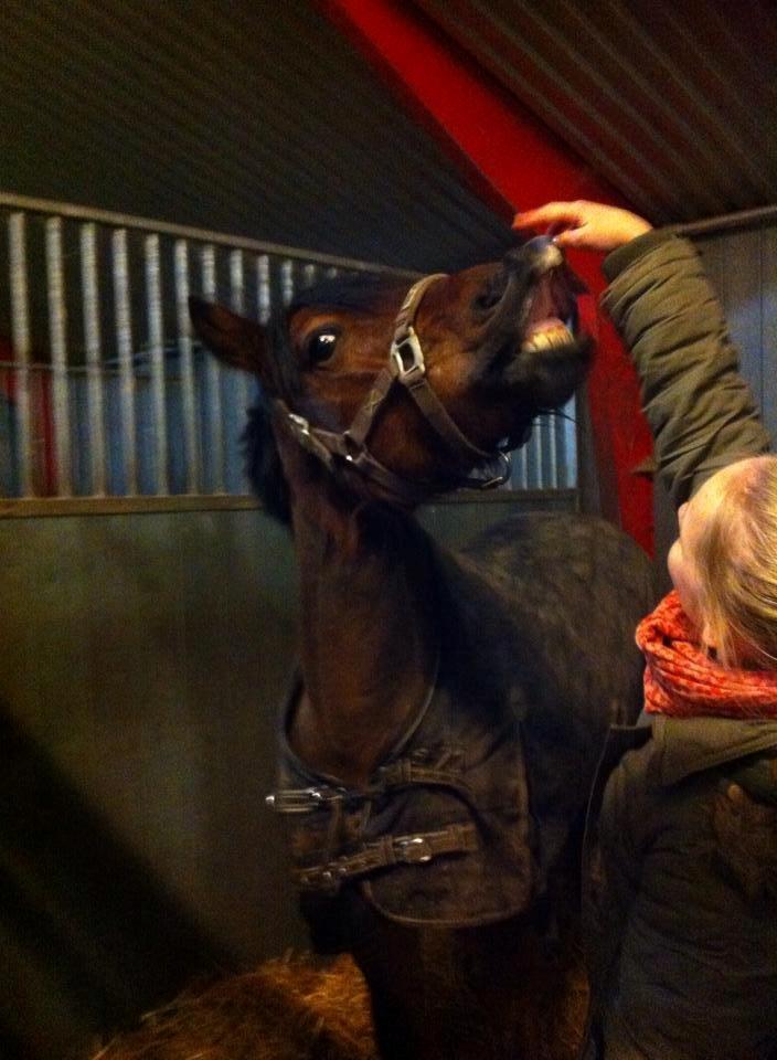 Welsh Cob (sec D) Haymos A'kato <3 - Kato har lært at smile billede 6