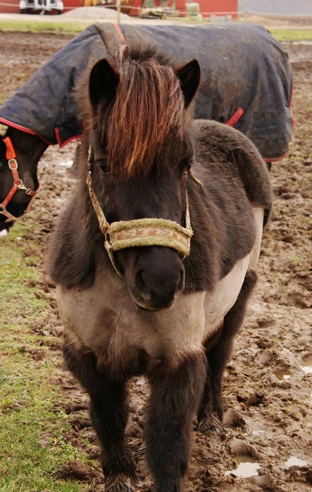 Shetlænder Pippi (Pippi Langstrømpe) - 6. billede 6