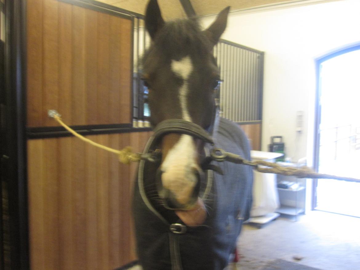 DSP Koncurrent af Stensnæs - Pony klar til undervisning <3 :-) billede 6