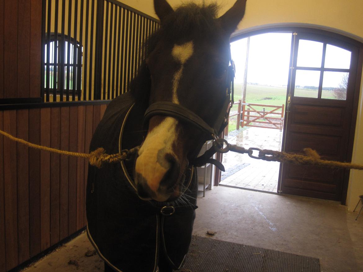 DSP Koncurrent af Stensnæs - Pony klar til undervisning <3 :-) billede 9
