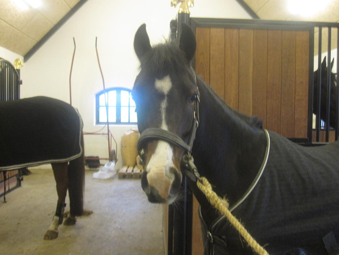 DSP Koncurrent af Stensnæs - Pony klar til undervisning <3 :-) billede 4