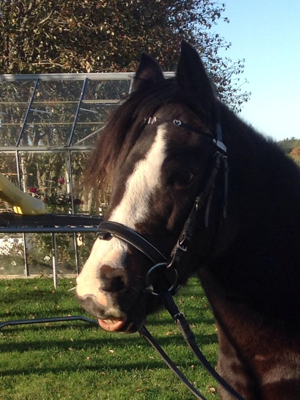 Pinto Mørkbaks pyia<3 - pyia altså;)<3<3 billede 17