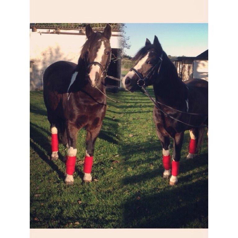 Pinto Mørkbaks pyia<3 - Et redigeret billede<3<3 billede 18