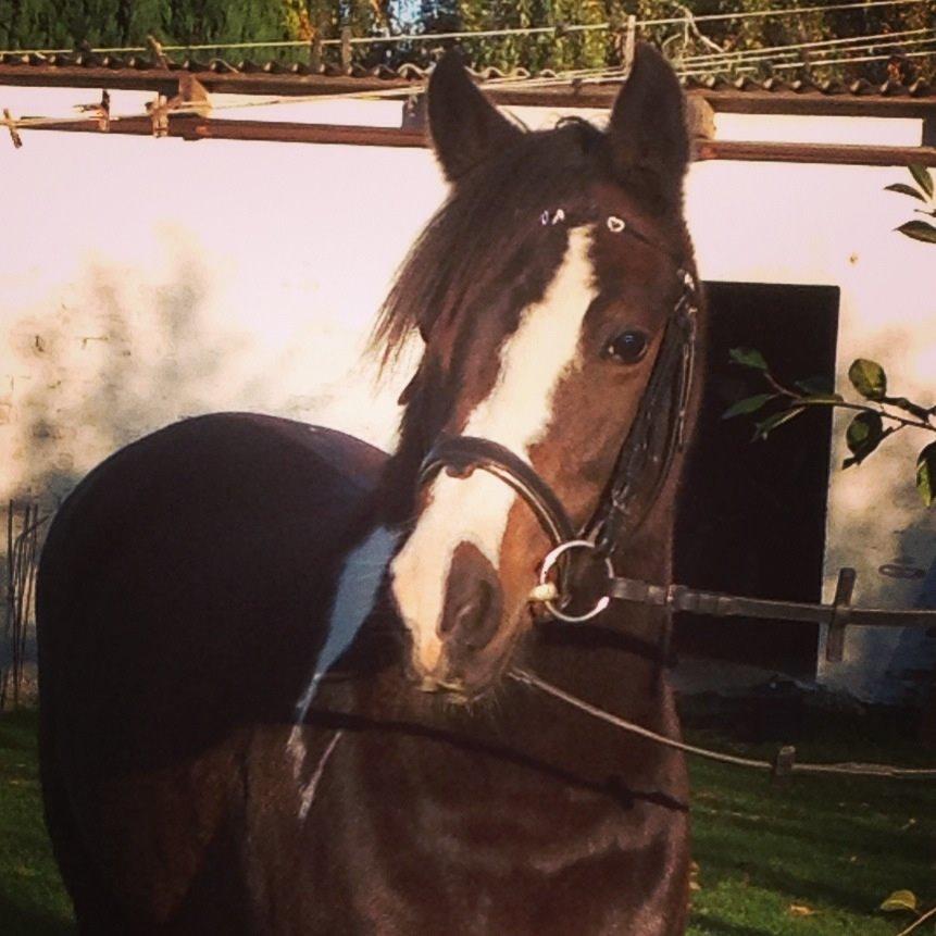 Pinto Mørkbaks pyia<3 - min bette mus<3<3 billede 19