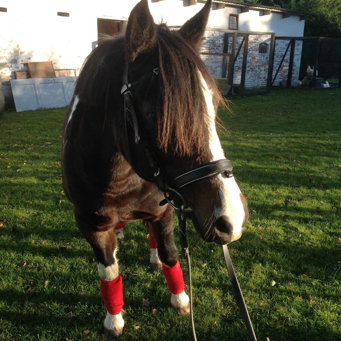 Pinto Mørkbaks pyia<3 - you are perfect<3<3 billede 20