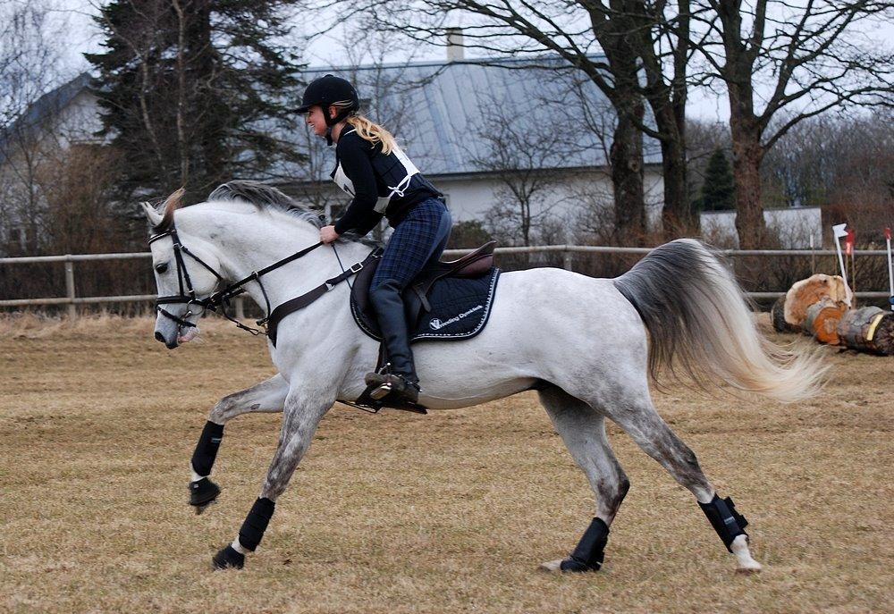 Arabisk fuldblod (OX) TIL MINDE om Gaudeamus - Skårup Overgård 2013 billede 40