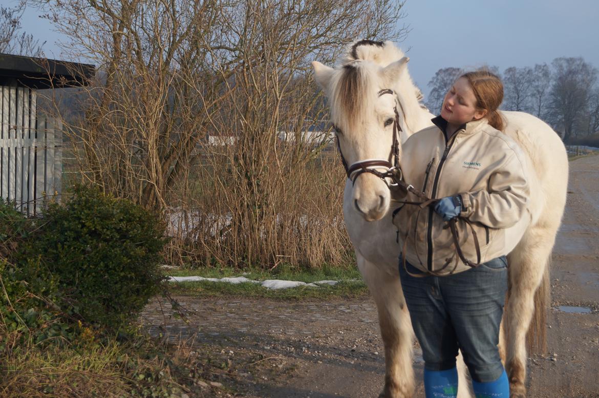 Fjordhest Tempo billede 9