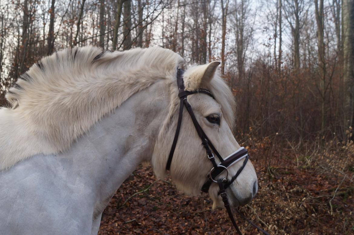Fjordhest Tempo billede 15