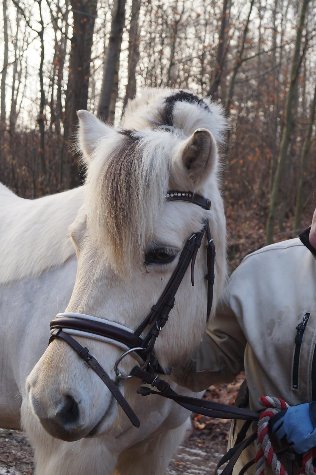 Fjordhest Tempo billede 6