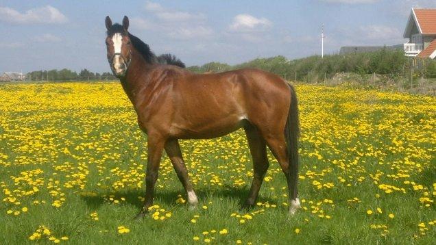 Dansk Varmblod Danheat ´s Le Esprit billede 2