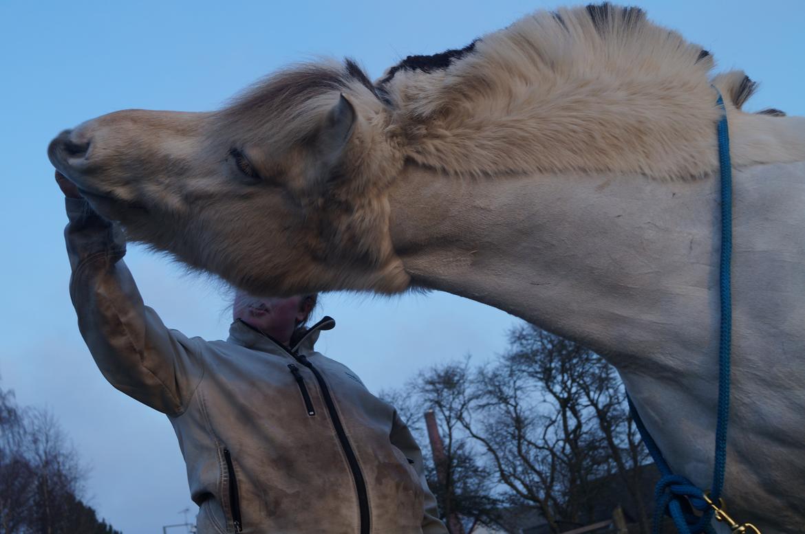 Fjordhest Tempo billede 3