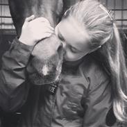 New Forest Gay Count Tarok