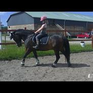 Anden særlig race Gazel A- pony