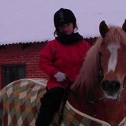 Haflinger Granini/ Nini. Hun kommer fra østrig det er nok de