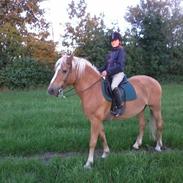 Haflinger Granini/ Nini. Hun kommer fra østrig det er nok de