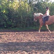 Haflinger Granini/ Nini. Hun kommer fra østrig det er nok de