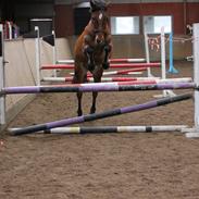 Anden særlig race Tito