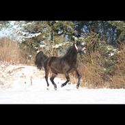Oldenborg Halkjærs penelope