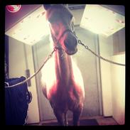 Irsk Sportspony irish stardust (garfield)