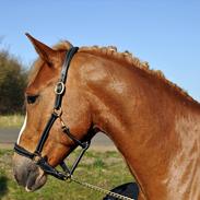 Hollandsk Sportspony Hendrik