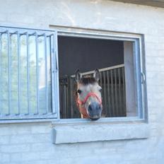 DSP Toojour (Tutter)