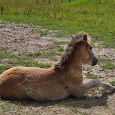 Anden særlig race April
