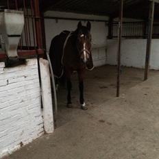 Anden særlig race Santo