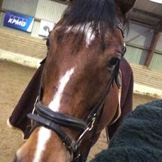 Anden særlig race Santo